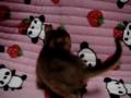 kitten ruddy male abysshinian