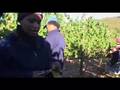 2007 Rustenberg Harvest (Ep. 4)