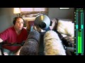 Rycote S-Series Windshield - Chad Johnson Demo - Blimp Shootout!