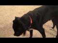 videos de Spud
