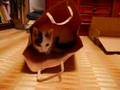 我が家のお猫さま3 Because there's a paper bag there.