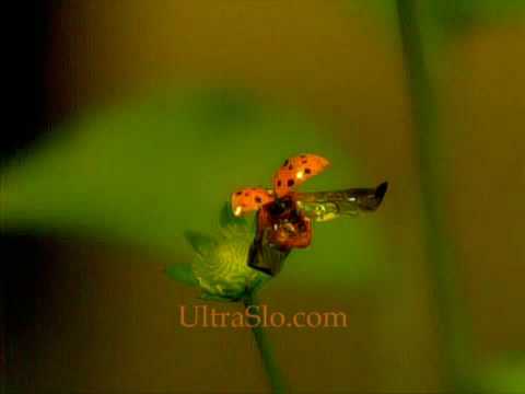 Le slow motion dans tous ses états : photos et vidéos 0 Le slow motion dans tous ses états : photos et vidéos