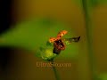 Ladybug slow mo Ladybug slow mo