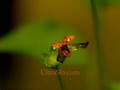 Ladybug slow mo