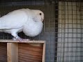 palomas buchonas