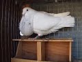 palomas buchonas