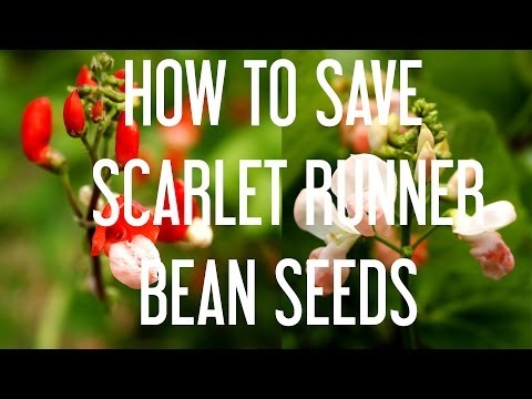 how to grow scarlet runner beans