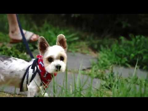 워킹멍: 나랑 산책하개