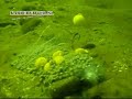 PVA Bag Uitvaren en oplossen op 6m diepte PVA Bag Uitvaren en oplossen op 6m diepte