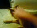 Scurzetta al cane xD.3gp