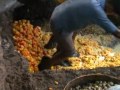 Goa: Caju, Feni, Urak, Niro, Cashew nuts
