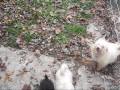 Mill puppies playing