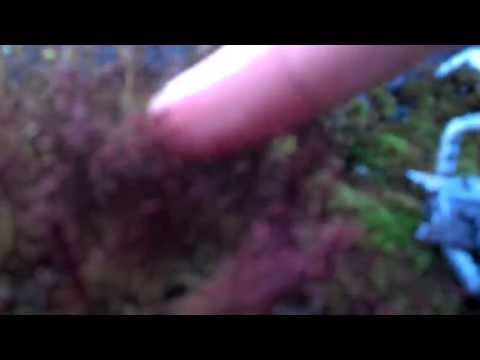 how to transplant reindeer moss
