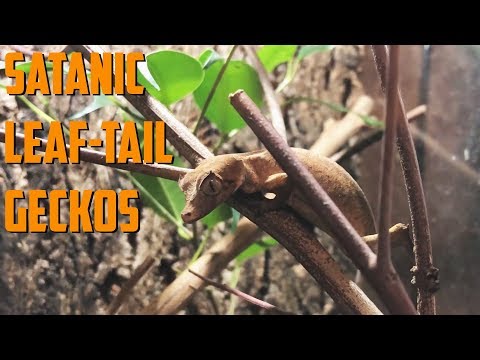 YouTube reptile video