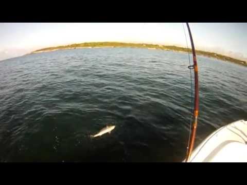 31' Striper caught on Fly rod