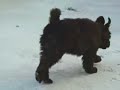 Bouviers Des Flandres Playing in the Snow