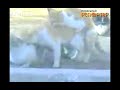 Cat Gang Bang To Barry White