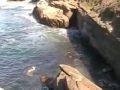 videos de January 25, 2008, Storm Drain flushed into Ocean by Children's Pool in La Jolla