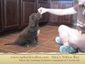 www.safaridoodles.com Gita's Yellow boy, 9 week Labradoodle