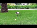 I uploaded a @YouTube video http://t.co/6qhlqKld 20120208 152532