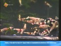 Видео - Содержание креветок в аквариуме