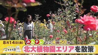 みんテレ