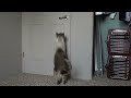 gatti che aprono le porte http://www.youtube.com/watch?v=XYIEO76xJIQ