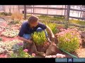 Tips for Moving Irises Safely