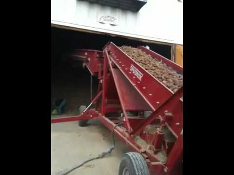 how to grow idaho potatoes