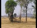 videos de Bezoek Natuurwildpark Serengetti (Tanzania) 10-08-2008