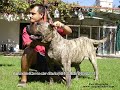 Perro de Presa Canario (Pl.)