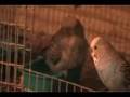 Wet Budgies!!!