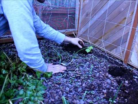 how to transplant cucumbers