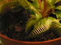 Flytrap eating