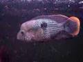 Aequidens rivulatus 2