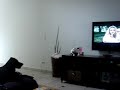 Labradora que assiste TV Labradora que assiste TV