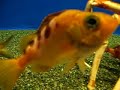 Live King Crab