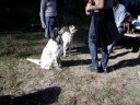 Vita da cani...felici