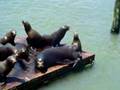 Sea lion vomits