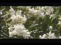 Jay Spears - BOUGAINVILLEA WALTZ