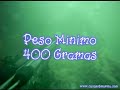 Pesca Submarina Ca�a Submarina  www.cacasubmarina.com Parte1