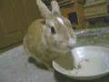 タンポポ食べるウサギ