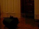 Sirius exploring his new toys