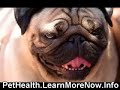 Cute Dogs in Close-Ups and Candid Poses