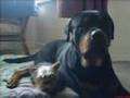 So called Dangerous Dogs. American pitbull & Rottweiler Pt 1