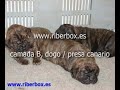 presa canario / dogo canario camada b riberbox