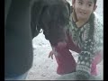 presa canario / dogo canario camada b riberbox