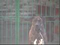 presa canario / dogo canario, camada B, Riberbox