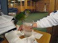 Charlie taking a bath in a glass of water