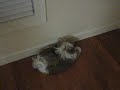 Sampson and the door stoppper